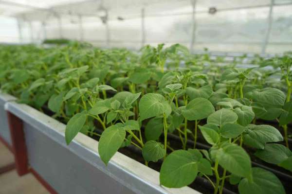 Cipslik yerli patates 'Uğur' tescillendi