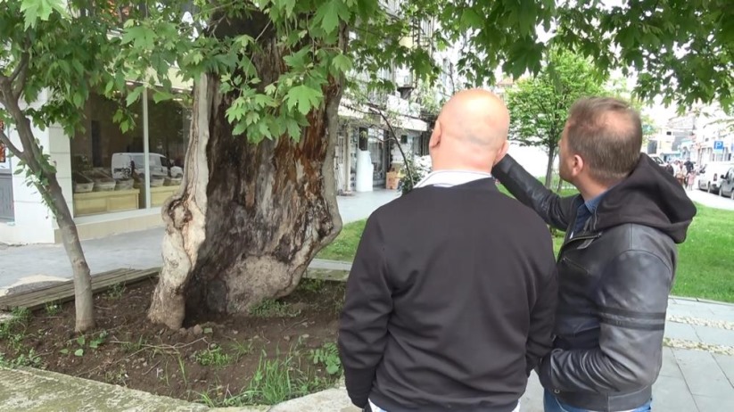 Samsun'da dış kabuğunun üstünde duran asırlık çınar ağacı görenleri şaşkına çeviriyor