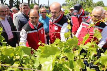 Manisa'da zirai donun yaraları sarılıyor