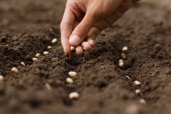 Türkiye'nin tohum ve fide üretimi arttı meyve fidanı üretimi ise 10,7 milyon azaldı