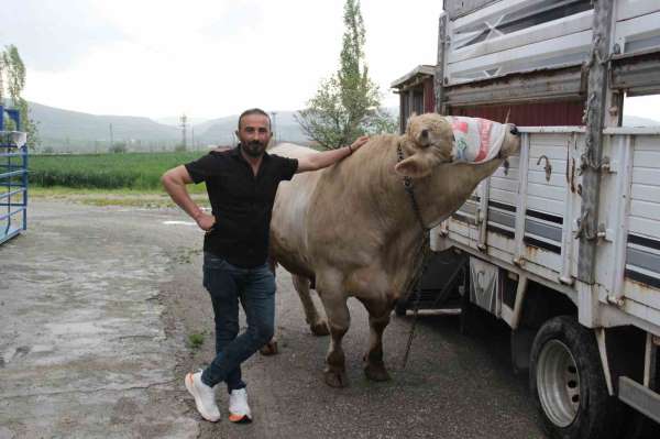 1,2 tonluk kurbanlık 650 bin liraya alıcısını bekliyor