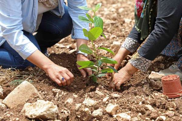 'Aronya' üreticiye alternatif olacak