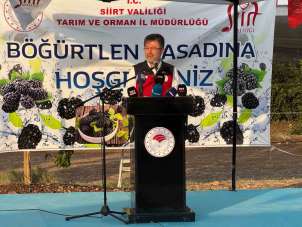 Bakan Yumaklı, Siirt'te böğürtlen hasadına katıldı