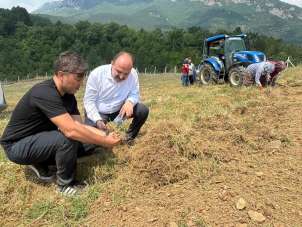 Safranbolu'da safran soğanı hasadı başladı
