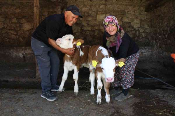 Buzağılarına hayranı oldukları şarkıcının ismini verdiler: 'Yıldız' ve 'Tilbe'