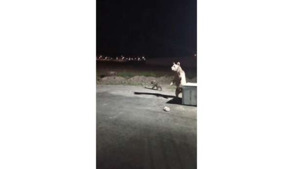 Kars'ta 1 kişi ayı saldırısından son anda kurtuldu