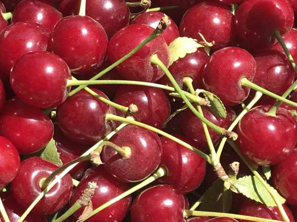 Meyve suyu ve reçel fabrikaları vişnede beklenen kaliteli ürün gelmeyince fiyatı düşürdü