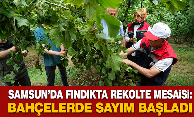 Samsun'da fındıkta rekolte mesaisi: Bahçelerde sayım başladı