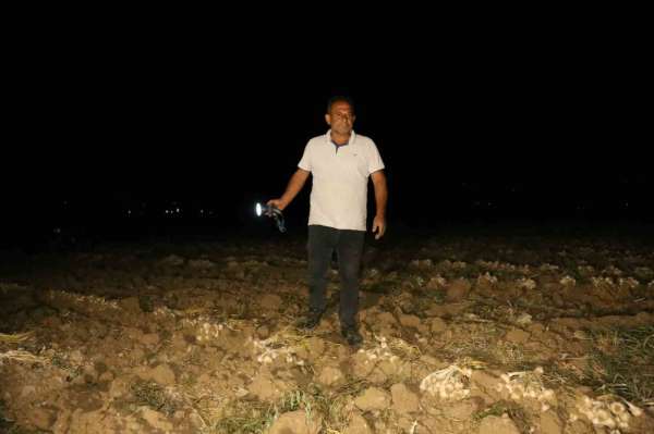 Çiftçilerin 'beyaz altın' nöbeti: Bir yıllık emekleri için sabaha kadar tarlada bekliyorlar
