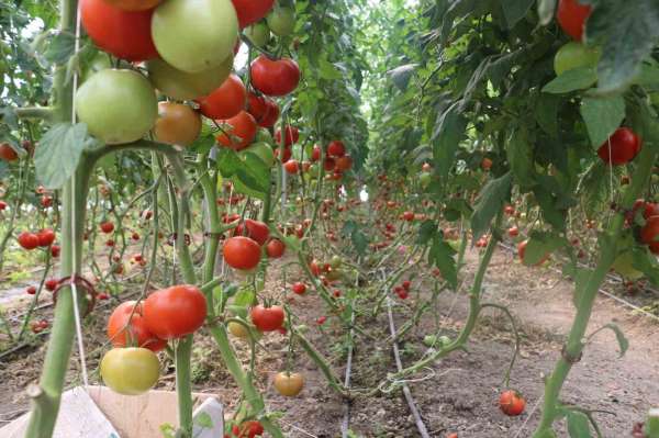 Erzincan'da 600 dekarlık sera işletmesinde üretilen domates, çevre illere pazarlanıyor
