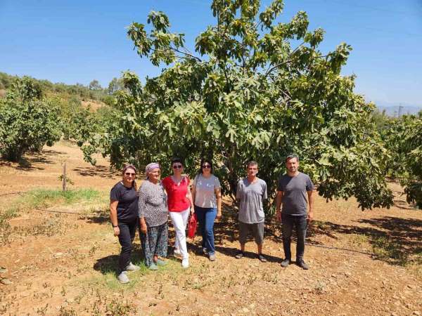 AYTO'dan Aydın inciri için 'Coğrafi İşaret' denetimi