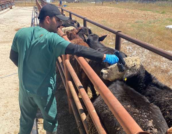 Çavdarhisar'da ithal hayvan kontrolleri yapıldı