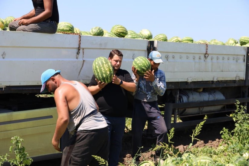 Tarımda planlama eksikliği fiyatları vurdu: Karpuz tarlada 2, markette 8,5 TL