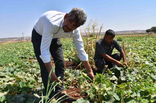 Gaziantep'te domates, patlıcan ve biber hasadı başladı