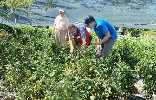 Kütahya'da domates ve biber fidesi kontrolleri