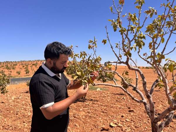 Şanlıurfa'da fıstık bahçelerini bekleyen büyük tehlike: Fitoplazma