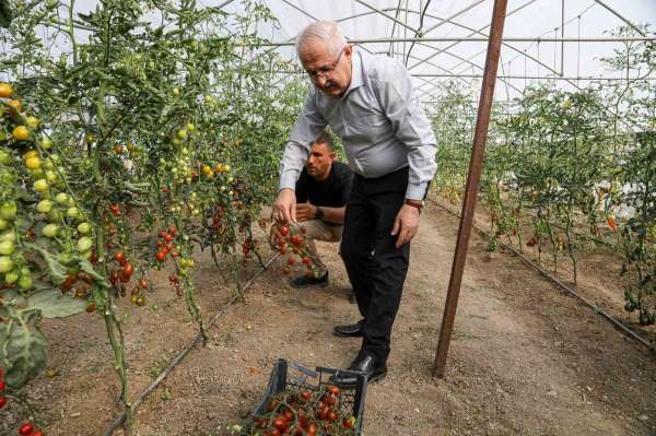 Van'da ata tohum ile elde edilen ürünlerin hasadı yapıldı