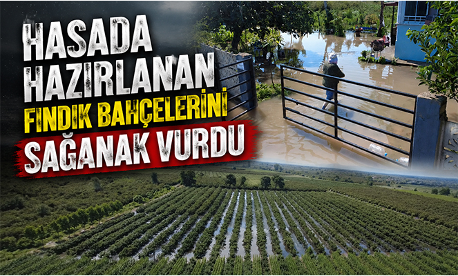 Hasada hazırlanan fındık bahçelerini sağanak vurdu