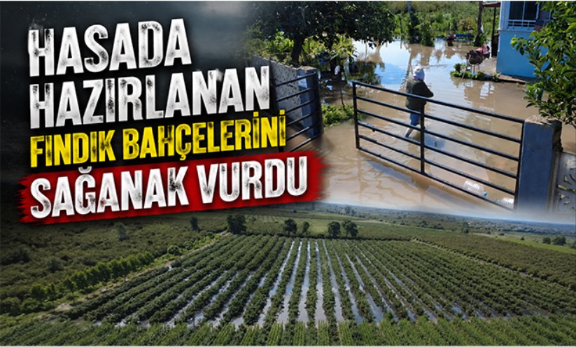 Hasada hazırlanan fındık bahçelerini sağanak vurdu