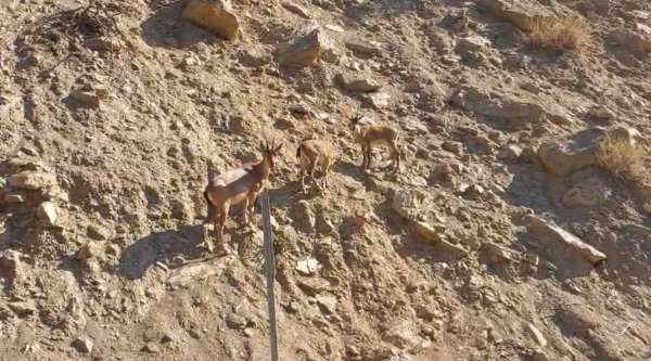 Tunceli'de nesli tükenme tehlikesi altında olan dağ keçileri görüntülendi