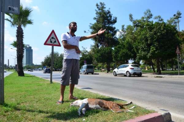 Köpeği trafik kazasında öldü başından ayrılmadı