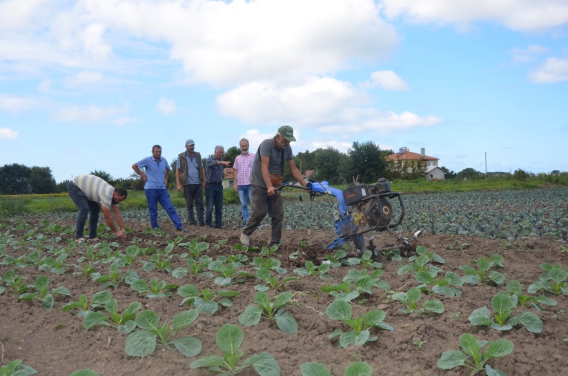 Samsun'da çiftçinin kışlık umudu