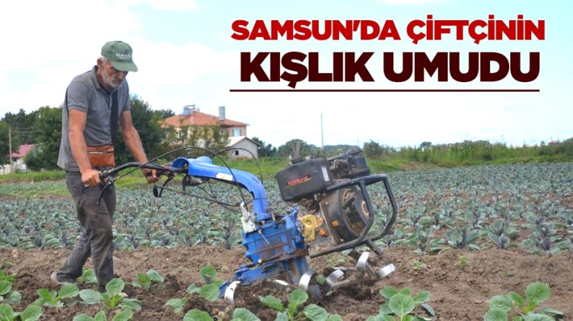 Samsun'da çiftçinin kışlık umudu