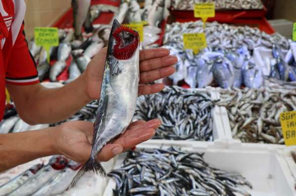 Karadeniz'in nazlı balığı palamuttan iyi haber