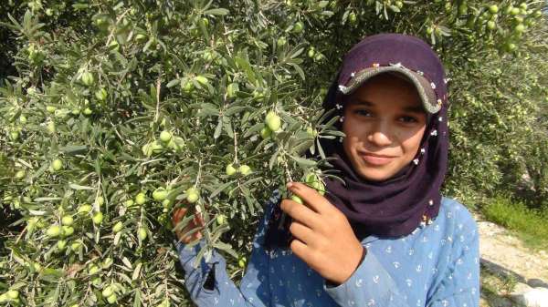 Yılın ilk zeytin hasadı Silifke'de başladı - Mersin haber