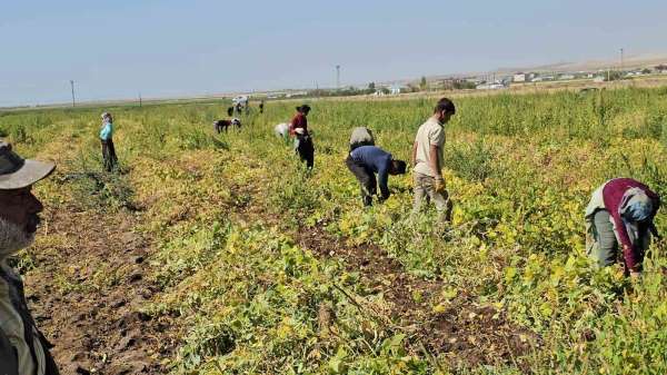 Adilcevaz'da fasulye hasadı başladı