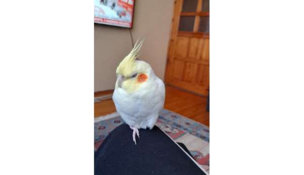 Kaçan sultan papağanı Paşa'yı bulana ödül verilecek