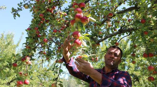 Niğde'de elma hasadı yapılıyor 