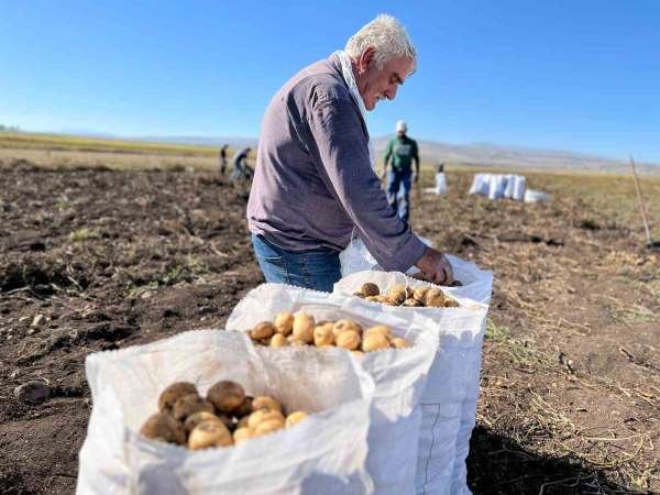 Arpaçay'da kışlık patates hasadı başladı