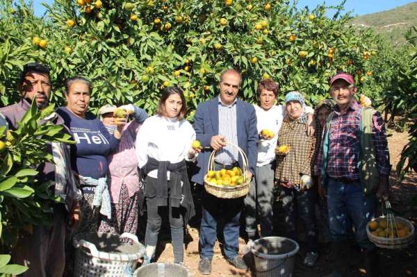 Satsuma mandalinanın ihracat yolculuğu 18 Ekim'de başlıyor