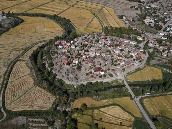 Coğrafi işaretli Tosya pirincinde susuzluk sebebiyle istenilen rekolteye ulaşılamadı