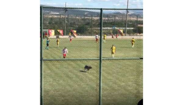 Isparta'da amatör maçta sahaya köpek girince oyun durdu