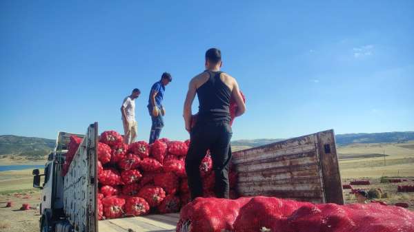 Yozgat'ta imece usulü soğan hasadı hem emek hem zaman tasarrufu sağlıyor