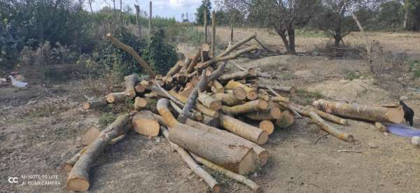 Alaçam'da 30 ton kaçak orman emvali ele geçirildi 