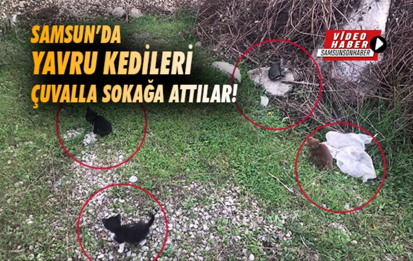 Samsun'da yavru kedileri çuvalla sokağa attılar!
