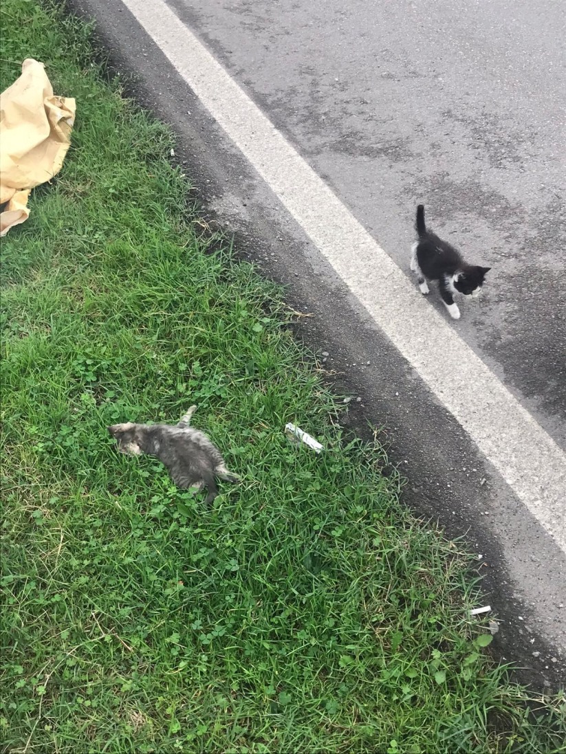 Samsun'da yavru kedileri çuvalla sokağa attılar!