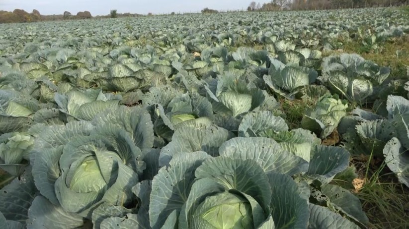 Samsun Bafra Ovası'nda mor ve beyaz lahananın hasadı başladı