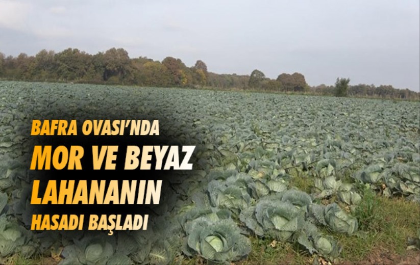 Samsun Bafra Ovası'nda mor ve beyaz lahananın hasadı başladı