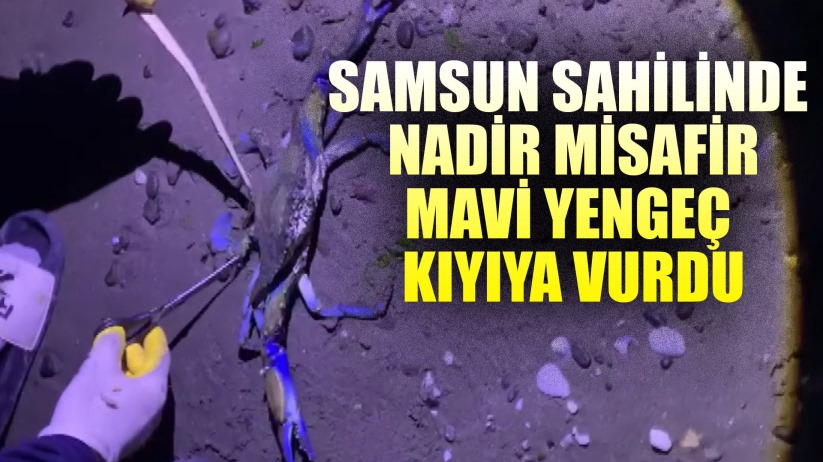 Samsun sahilinde nadir misafir: Mavi yengeç kıyıya vurdu