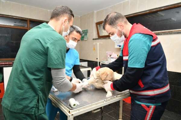 Can dostlarına 11 ayda 132 ton mama 