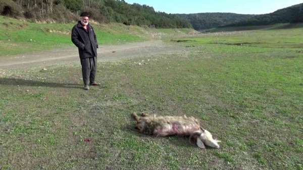 Sultangazi'de köpeklerin saldırısına uğrayan keçi telef oldu