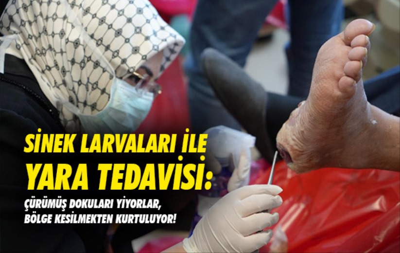 Samsun'da sinek larvaları ile yara tedavisi: Çürümüş dokuları yiyorlar, bölge kesilmekten kurtuluyor