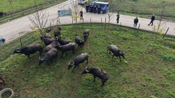 Düzce'de manda yetiştiriciliğine güçlü destek