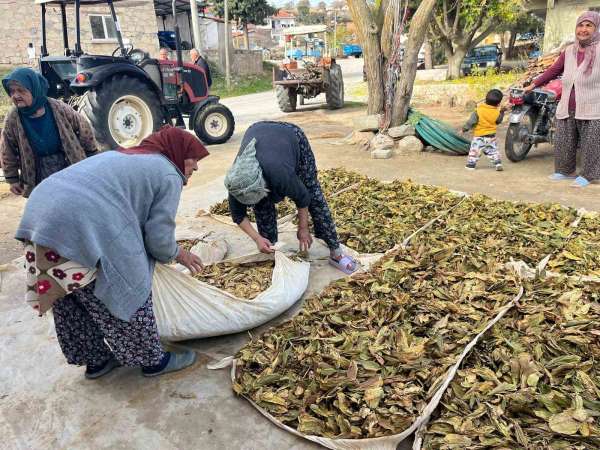 Hasadı tamalanan tütünler satış için hazırlanıyor
