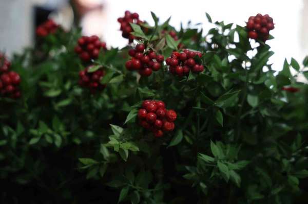 Kırşehir'de aralık ayının en çok tercih edilen çiçeği kokina oldu