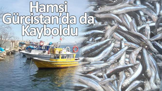 Hamsi Gürcistan'da da kayboldu